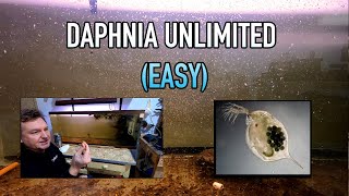 How I Raise Daphnia Water Fleas And You Can Too [upl. by Estes]