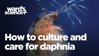 Caring and Culturing for Daphnia [upl. by Leahcimdivad]