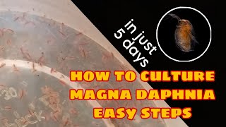 How to Culture Magna Daphnia Easily [upl. by Eca]