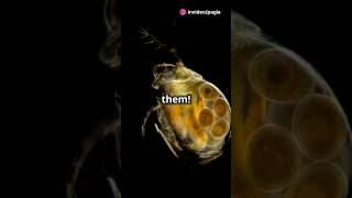 How to culture Daphnia for your Aquarium [upl. by Ttnerb701]