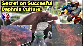 How to Culture Daphnia Successfully [upl. by Valerlan52]