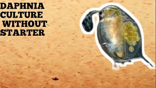 HOW TO CULTURE DAPHNIA NATURALLY WITHOUT A STARTER [upl. by Tdnerb774]