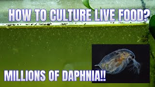 How to Culture Daphnia Secret Method to Breed MILLIONS  Simply Aquatic [upl. by Nelra]