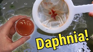 How I Culture Daphnia In Outdoor Tubs [upl. by Eyssej96]