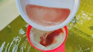 How to culture daphnia  Daphnia culture  How to grow daphnia outdoor [upl. by Ahsilif846]