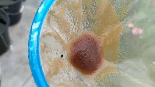 How to culture daphnia moina in a small container Part 1 English Subtitle [upl. by Klara168]