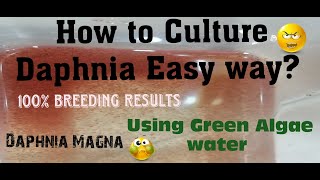 Daphnia MagnaHow to Culture Daphnia Easy wayCulturing Daphnia using Green water Daphnia [upl. by Attaynik]