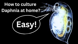 BEST Live Fish Food Beginner guide How to Culture Daphnia at home [upl. by Nomde957]