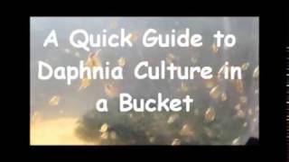 How to culture daphnia outside [upl. by Seltzer]