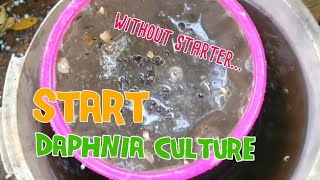 How to culture daphnia moina the easy way 1  Starting the Daphnia culture [upl. by Akinor]