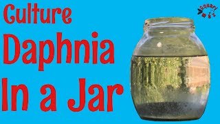 How to Culture Daphnia in a Jar [upl. by Owades]