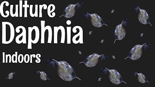 How to Culture Daphnia [upl. by Yrrej]