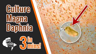 How to culture DAPHNIA MAGNA  The easy way [upl. by Notpmah]