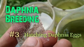 Daphnia Culture made simple and easy 3  Hatching Daphnia eggs [upl. by Leugimesoj]