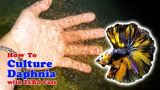 How to Culture Daphnia with ZERO Cost  Unlimited Live Food For Our Fish [upl. by Ajup]