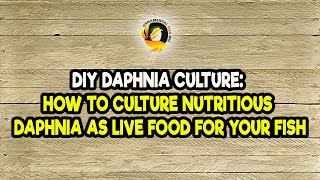 DIY Daphnia Culture How to Culture Nutritious Daphnia as Live Food for Your Fish [upl. by Onifur]