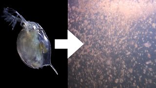 How I Culture Daphnia [upl. by Lemuel]