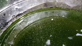 DAPHNIA MOINA CULTURE IN A SMALL BUCKET [upl. by Ut]