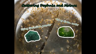 How To Culture Daphnia and Moinas using Green Water Spirulina powder [upl. by Lea]