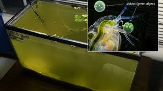 Raising Daphnia for the Freshwater Aquarium [upl. by Aisatana689]