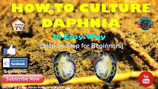 HOW TO CULTURE DAPHNIA In Easy Way [upl. by Brewster]